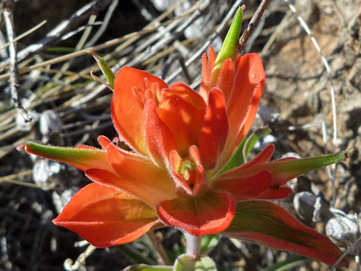 Wholeleaf Indian Paintbrush