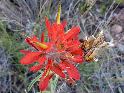 Sierra Woolly Indian Paintbrush; Red bracts and greenish flowers of castilleja lanata, Arch Canyon Trail, Organ Pipe Cactus National Monument, Arizona
