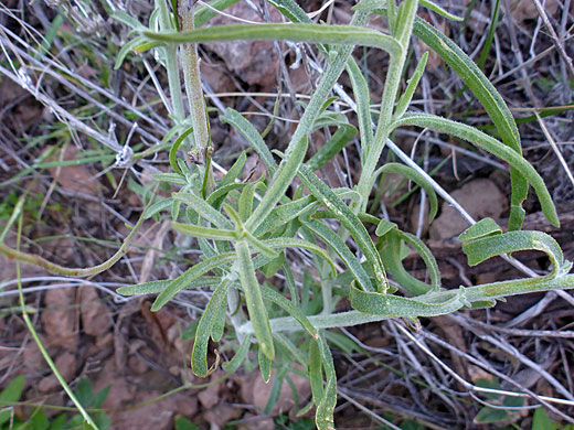 Linear leaves