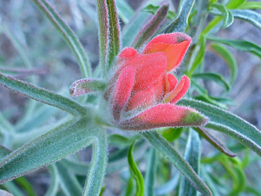 Sierra Woolly Indian Paintbrush