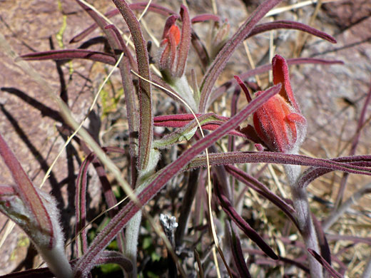 Clustered stems