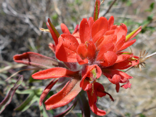 Flowers and bracts