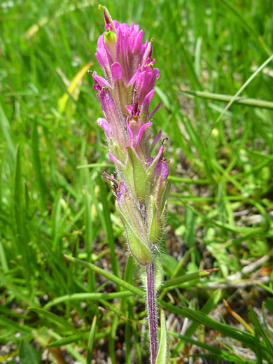 Hairy stem and bracts