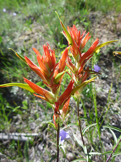 Wyoming Indian Paintbrush; Castilleja linariifolia (Wyoming indian paintbrush) along the Gem Lake Trail in Rocky Mountain National Park