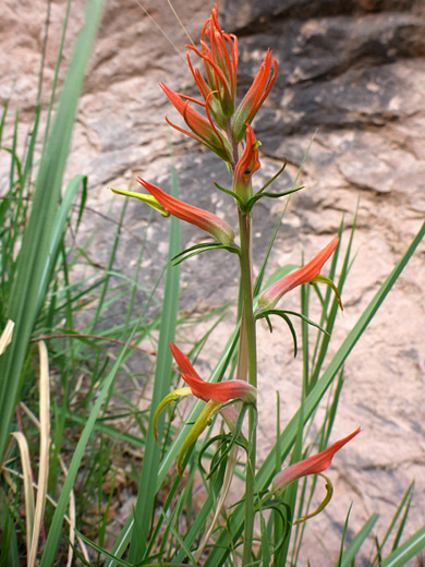Bracts and flowers