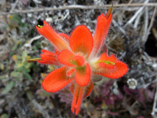 Mendocino Coast Indian Paintbrush; Castilleja mendocinensis in Mendocino Headlands State Park, California