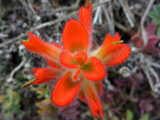 Hairy red bracts