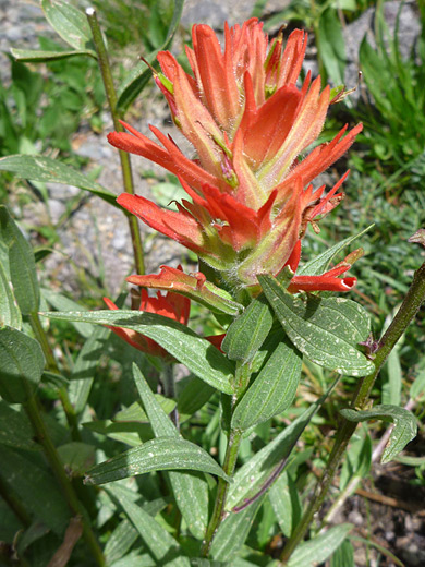 Giant Red Indian Paintbrush; Castilleja miniata along the Sneffels Highline Trail in the San Juan Mountains