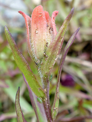 Upper stem leaves