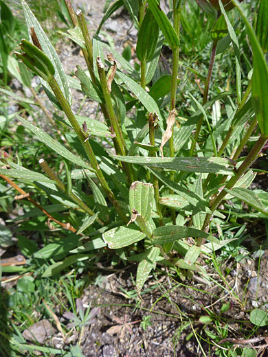 Foliage