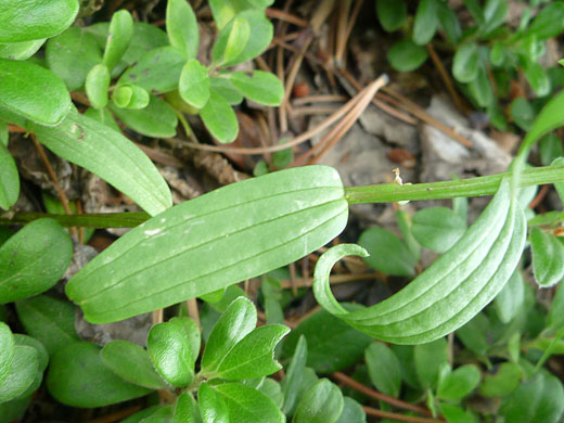 Grooved leaves