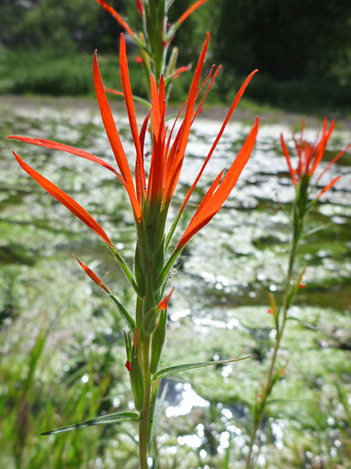 Lesser Indian Paintbrush; Flowering stem of castilleja minor, near Badger Springs, Agua Fria National Monument, Arizona