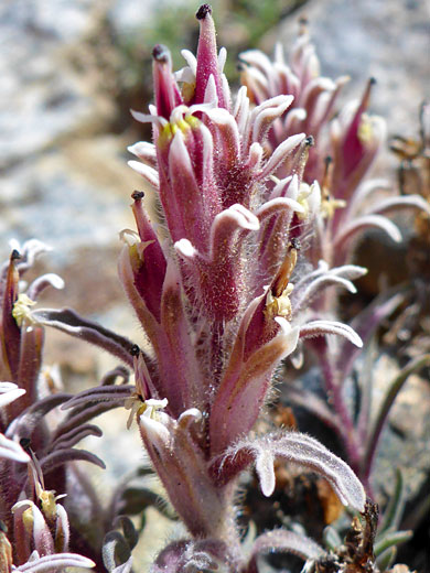 Dwarf Alpine Indian Paintbrush; Castilleja nana (dwarf alpine indian paintbrush), Bishops Pass Trail, Sierra Nevada, California