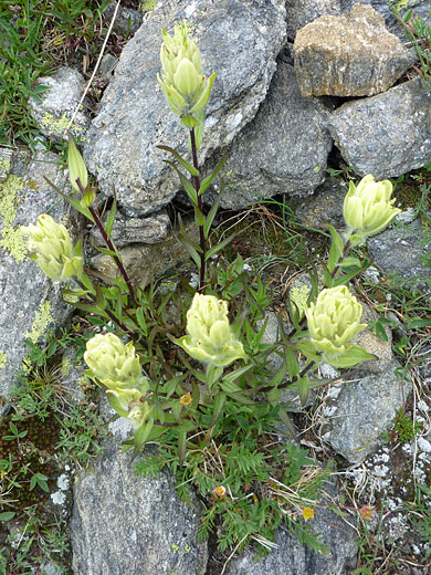 Western Indian Paintbrush