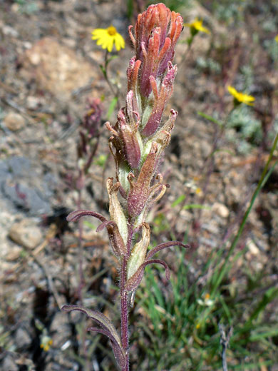 Salmon Creek Indian Paintbrush; Castilleja praeterita (salmon creek indian paintbrush), Cottonwood Lakes Trail, Sierra Nevada, California