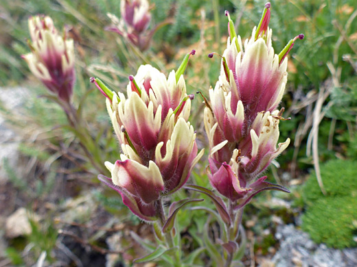 Alpine Paintbrush; Castilleja rhexifolia (alpine paintbrush), Manns Peak Trail, La Sal Mountains, Utah