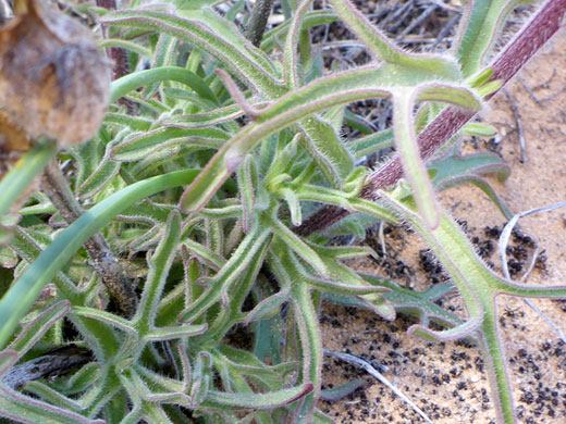 Stem and leaves