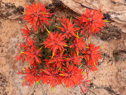 Plant in situ