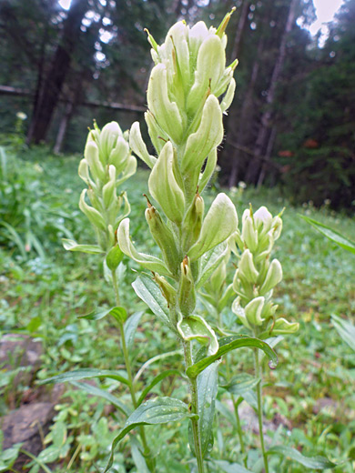 Sulphur Indian Paintbrush; Leaves, bracts and flowers of castilleja septentrionalis, along Geyser Basin Road, La Sal Mountains, Utah