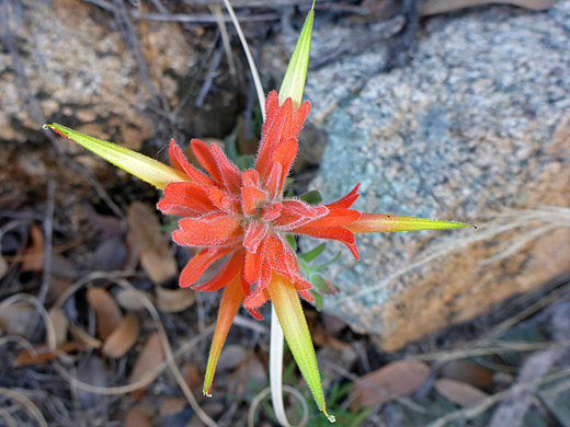 Santa Catalina Indian Paintbrush; Four tubular green flowers of castilleja tenuiflora, at Cochise Stronghold, Arizona