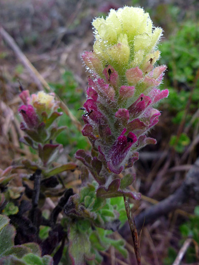 Wight's Indian Paintbrush; Castilleja wightii near Chimney Rock, Point Reyes National Seashore, California