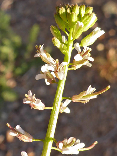 California Mustard; Caulanthus lasiophyllus (California mustard), Lucky Boy Vista Loop, Joshua Tree National Park, California