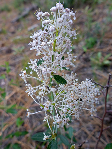 Fendler's Ceanothus; Fendler's ceanothus (ceanothus fendleri), Sand Creek, Escalante, Utah