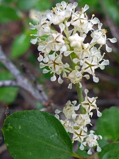 Martin's Ceanothus; Martin's ceanothus (ceanothus martinii), Brown Creek Trail, Great Basin National Park, Nevada