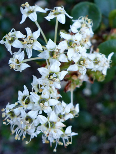 Wart-Stemmed Ceanothus; Ceanothus verrucosus (wart-stemmed ceanothus), Cabrillo National Monument, California