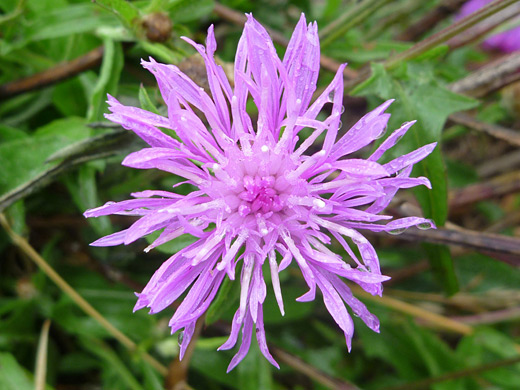 Brown-Ray Knapweed; Centaurea jacea, Sisters Rocks State Park, Oregon