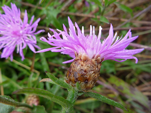 Brown-Ray Knapweed