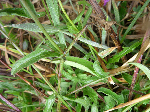 Leaves and stems