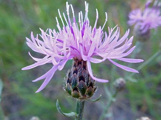 Spotted Knapweed; Pink florets and greenish brown phyllaries of centaurea stoebe, Yellowstone River, Gardiner, Wyoming