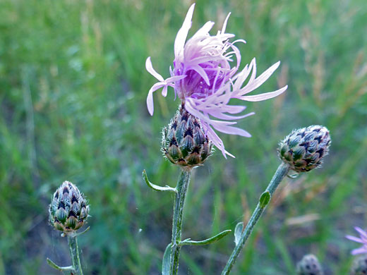 Spotted Knapweed