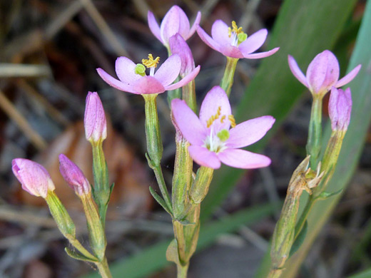 European Centaury; Centaurium erythraea, Trinidad State Beach, California