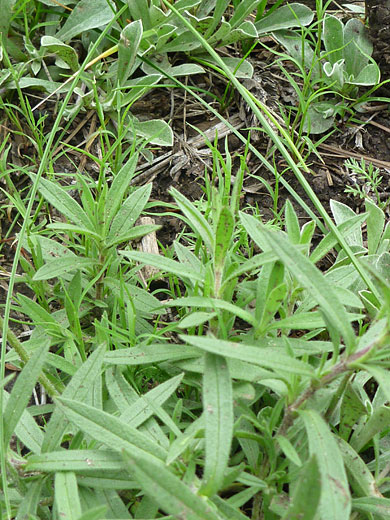 Field Chickweed