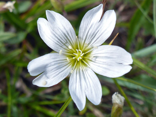 Field Chickweed; Field chickweed (cerastium arvense) along the Trail Point Trail, Boulder Mountain, Utah