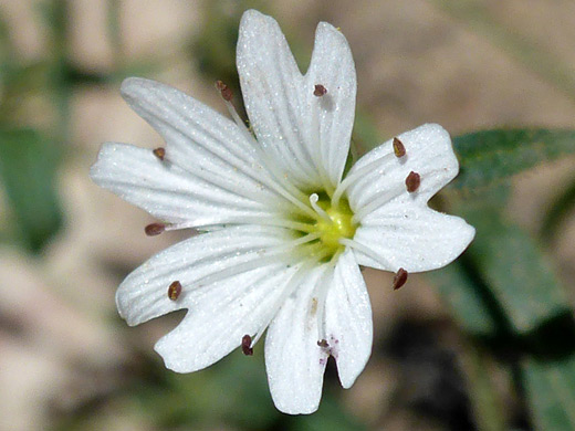 Alpine Chickweed; Lobed white petals - cerastium beeringianum, Notch Mountain Trail, Uinta Mountains, Utah