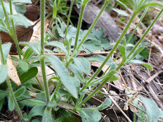 Lower stems