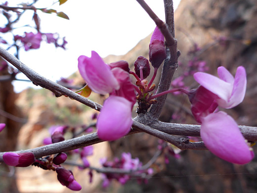 Western Redbud; Cercis occidentalis (western redbud) in Snow Canyon State Park, Utah