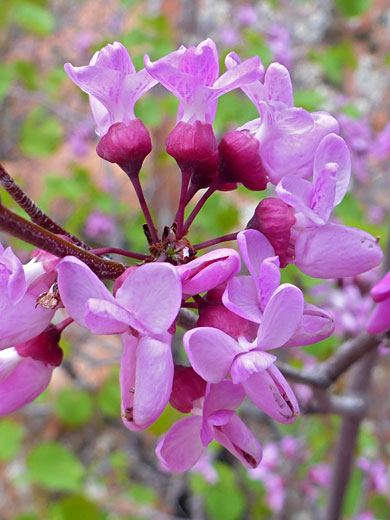 Flower cluster