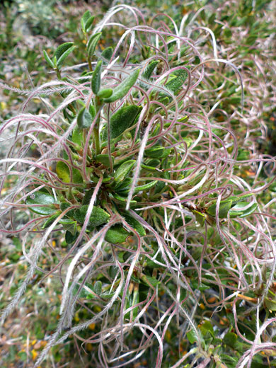 Curl-Leaf Mountain-Mahogany; Curl-leaf mountain-mahogany (cercocarpus ledifolius var intermontanus), South Lake Trail, Sierra Nevada, California