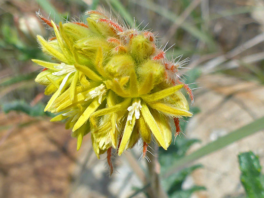 Stinging Serpent; Yellow flowers of cevallia sinuata, along the Oak Spring Trail in Big Bend National Park, Texas