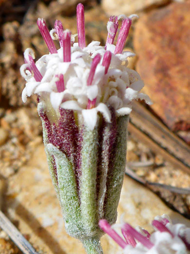 Southern Sierra Pincushion; Southern sierra pincushion (chaenactis alpigena), Bishops Pass Trail, Sierra Nevada, California