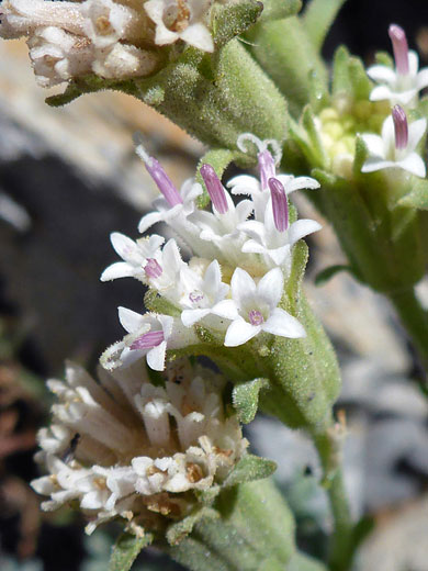 Five-petaled florets