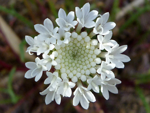 Desert Pincushion; Cluster of tiny white flowers of chaenactis fremontii, in Tubb Canyon, Anza Borrego Desert State Park, California