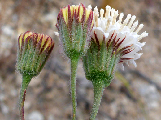 Hairy phyllaries