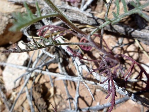 Divided leaves