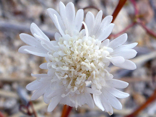 Mojave Pincushion