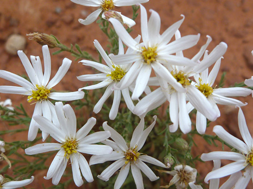 Rose Heath; Flowers of rose heath (chaetopappa ericoides), Sedona, Arizona